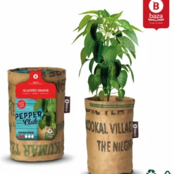 Baza Stadstuin Hete Peper Kweek Pakket 13 Baza Stadstuin Hete Peper Kweek Pakket -Aanbiedingen Bloeiruimte Winkel 1036x1200 2