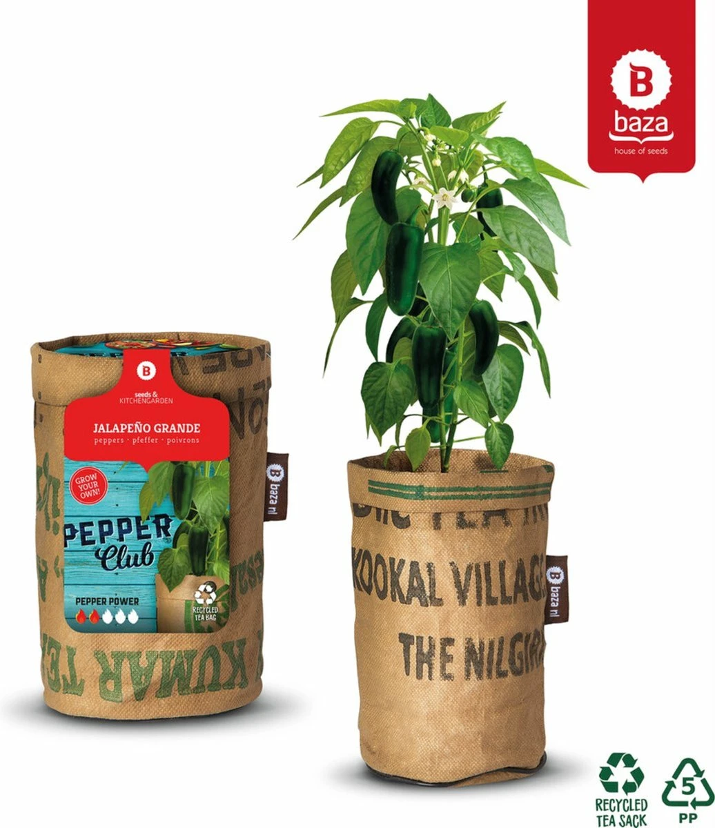 Baza Stadstuin Hete Peper Kweek Pakket 7 Baza Stadstuin Hete Peper Kweek Pakket - Afbeelding 7
