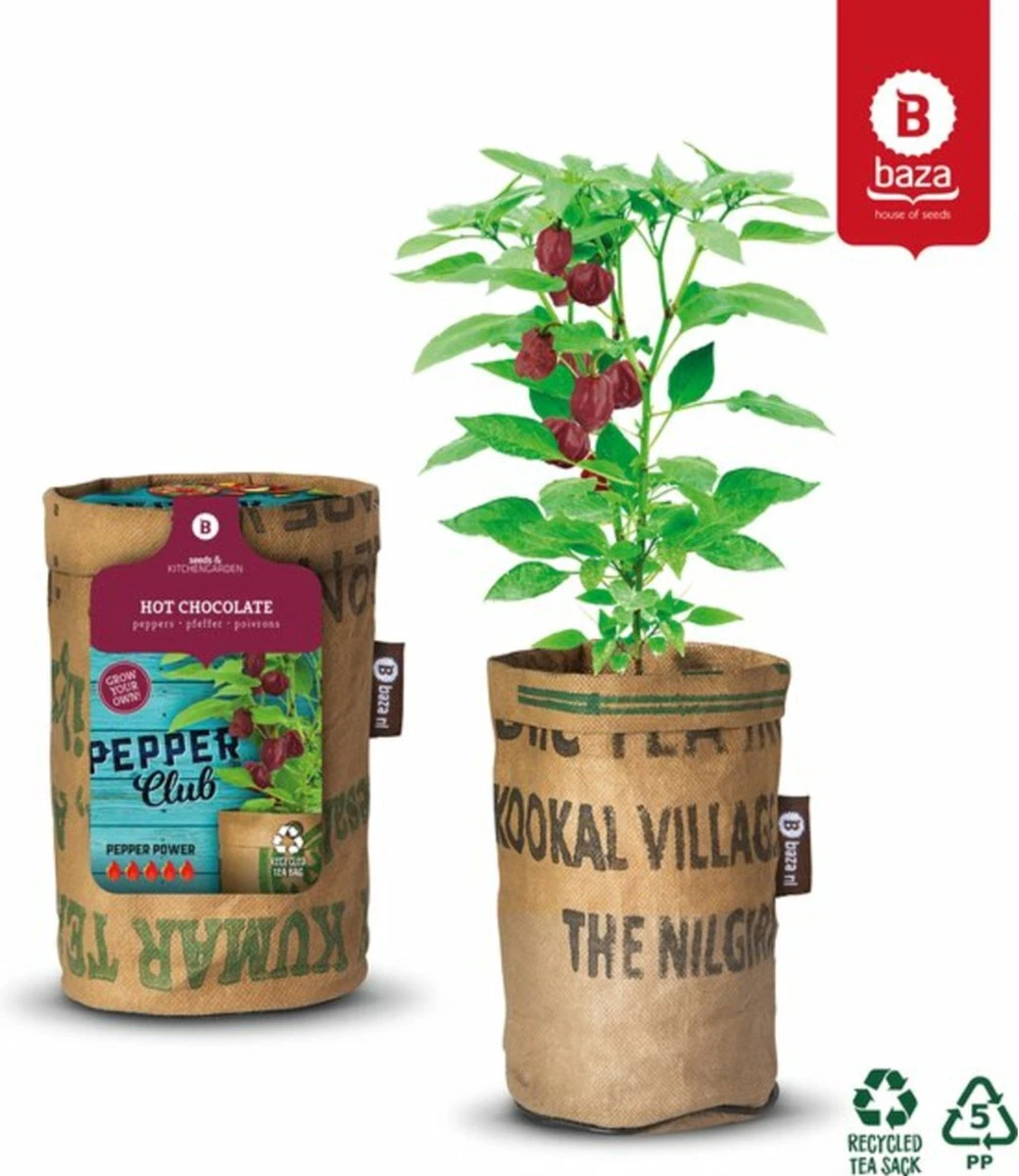 Baza Stadstuin Hete Peper Kweek Pakket 2 Baza Stadstuin Hete Peper Kweek Pakket - Afbeelding 2