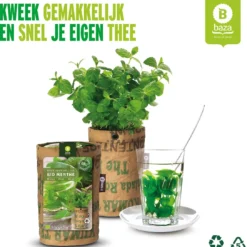 Biologische Kweekset Theekruiden Munt