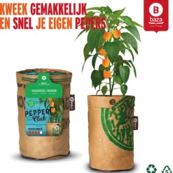 Baza Stadstuin Hete Peper Kweek Pakket 10 Baza Stadstuin Hete Peper Kweek Pakket -Aanbiedingen Bloeiruimte Winkel 1090x1200