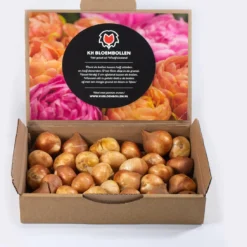 25 Tulpenbollen Chic Mix - Bloembollen Mix - Tulpen Mix - Bollen - Bulbs - Tulip - Flowerbulbs - Flowers - Tuin Tulpen - Bloemen -Aanbiedingen Bloeiruimte Winkel 1092x1200 1