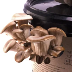 Oesterzwam Kweekset - Zelf Paddenstoelen Kweken Op Koffiedik -Duurzaam Cadeau - Kado -Aanbiedingen Bloeiruimte Winkel 1137x1200