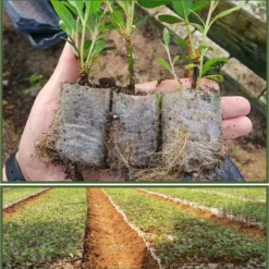 BioGrow | Milieuvriendelijke Groeipotjes | 20 Stuks | Ø7x9cm | Biologisch Afbreekbaar | Gemaakt Van Bamboe | Ideaal Voor Stekken, Zaaien En Groeien | Geschikt Als Turfpotjes, Stekzakjes, Groeibakjes En Zaaibakjes -Aanbiedingen Bloeiruimte Winkel 1181x1200