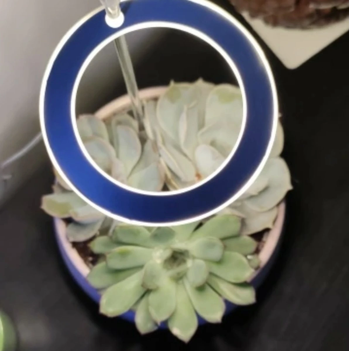 A Sunny Day Kweeklamp LED Ring Wit Licht - 3 Ringen - Groeilamp Voor Planten - Zonlicht Lamp - Grow Light 4 A Sunny Day Kweeklamp LED Ring Wit Licht - 3 Ringen - Groeilamp Voor Planten - Zonlicht Lamp - Grow Light - Afbeelding 4