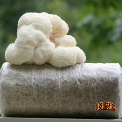 ToshiFarm Fruiting Block Voor Lion's Mane (2kg) - Lion's Mane Kweekset - Pruikzwam Kweekset - Kweekset Pom Pom Blanc - Lion's Mane Kweken