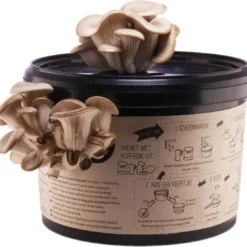 Oesterzwam Kweekset - Zelf Paddenstoelen Kweken Op Koffiedik -Duurzaam Cadeau - Kado