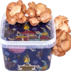 ToshiFarm Triple Kweekbundel - 3x Oesterzwam Growkit - 3x Oesterzwamsporen (Grijs, Geel En Roze) -Aanbiedingen Bloeiruimte Winkel 1200x1141