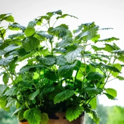 Biologische Kweekset Theekruiden Munt -Aanbiedingen Bloeiruimte Winkel 1200x1147 1