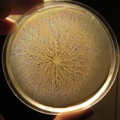 ToshiFarm Petrischaal - 5 Stuks - Petrischalen Met Agar - Steriele Petrischaal Met Agar - Steriele Agar Plaatjes -Aanbiedingen Bloeiruimte Winkel 1200x1155