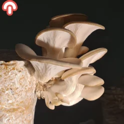 Samzwam Oesterzwam Kweekset XL - Kant En Klaar - Zelf Paddenstoelen Kweken - DIY - 3 KG -Aanbiedingen Bloeiruimte Winkel 1200x1160