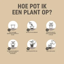 Pokon Bio Moestuingrond - 10l - Potgrond Voor Moestuinen - 100 Dagen Voeding -Aanbiedingen Bloeiruimte Winkel 1200x1198 15
