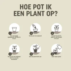 Pokon Hydrokorrels - 10l - Kleikorrels - Goed Voor Drainage -Aanbiedingen Bloeiruimte Winkel 1200x1198 7