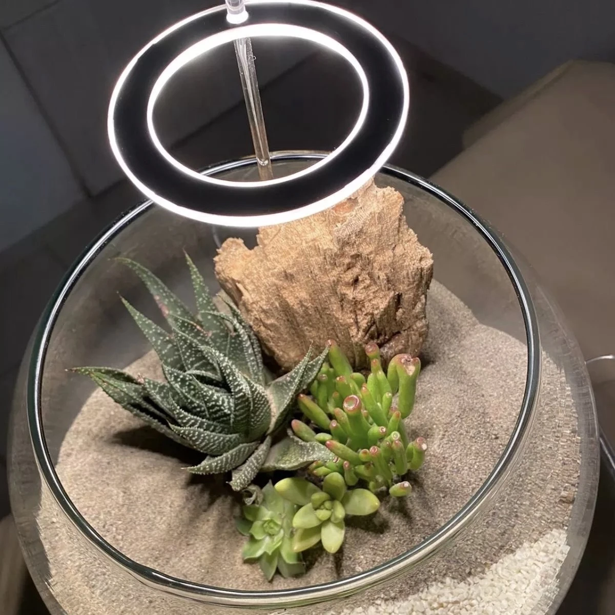 A Sunny Day Kweeklamp LED Ring Wit Licht - 3 Ringen - Groeilamp Voor Planten - Zonlicht Lamp - Grow Light 5 A Sunny Day Kweeklamp LED Ring Wit Licht - 3 Ringen - Groeilamp Voor Planten - Zonlicht Lamp - Grow Light - Afbeelding 5