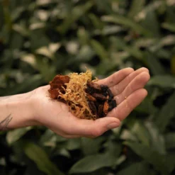 SYBASoil Orchidee Mix 5L - Turfvrije Potgrond Mix - 6 Maanden Voeding -Aanbiedingen Bloeiruimte Winkel 1200x1200 140