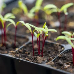 Stevige Zaaitray Ondiep - 40 Cellen - The Farm Dream - Stektray - ECO Friendly - Milieuvriendelijke - Zaaibak - Hard Plastic - Kweektray -Aanbiedingen Bloeiruimte Winkel 1200x1200 155