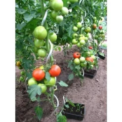 ACD Tomatenspiralen 10 Stuks Gegalvaniseerd Staal -Aanbiedingen Bloeiruimte Winkel 1200x1200 17
