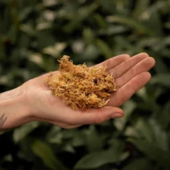 SYBASoil Sphagnum Mos 3L - 5-15cm - Hydrocultuur Groeimedium - Lokaal Geoogst -Aanbiedingen Bloeiruimte Winkel 1200x1200 184