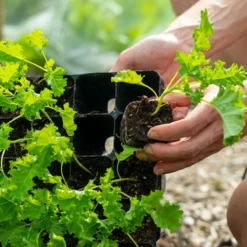 Stevige Lage Zaaitray - 28 Cellen - The Farm Dream - Root Trainer - ECO Friendly - Milieuvriendelijke - Kweektray - Hard Plastic - Stektray -Aanbiedingen Bloeiruimte Winkel 1200x1200 272