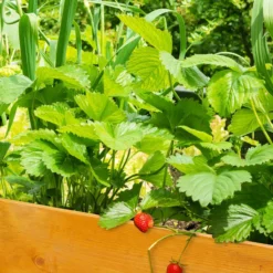 Relaxdays Moestuinbak Op Poten - Moestuintafel Hout - Kruidenbak - Kweektafel - Tuin -Aanbiedingen Bloeiruimte Winkel 1200x1200 292