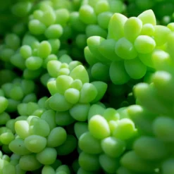 SYBASoil Cactus & Vetplant Mix 5L - Turfvrije Potgrond Mix - 6 Maanden Voeding -Aanbiedingen Bloeiruimte Winkel 1200x1200 36