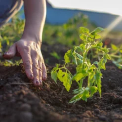 Relaxdays Kweekkas - 110 X 180 X 150 Cm - Foliekas - Uv-bestendig - Laag - Tuinkas - Groen -Aanbiedingen Bloeiruimte Winkel 1200x1200 362