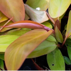 SYBASoil Aroid Mix 5L - Turfvrije Potgrond Mix - 6 Maanden Voeding -Aanbiedingen Bloeiruimte Winkel 1200x1200 379