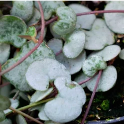 SYBASoil Cactus & Vetplant Mix 5L - Turfvrije Potgrond Mix - 6 Maanden Voeding -Aanbiedingen Bloeiruimte Winkel 1200x1200 39