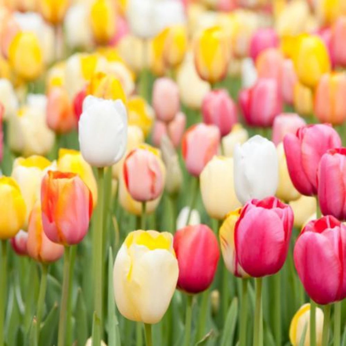 Merkloos Verschillende Kleuren Tulpenbollen Mix Met 30 Tulpen Bollen - Bloembollen Mix - Tuin - Tuindecoratie - Bloemen - Balkon 3 Merkloos Verschillende Kleuren Tulpenbollen Mix Met 30 Tulpen Bollen - Bloembollen Mix - Tuin - Tuindecoratie - Bloemen - Balkon - Afbeelding 3