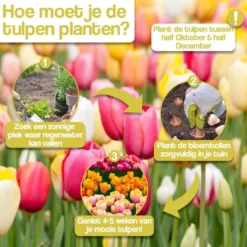 Merkloos Verschillende Kleuren Tulpenbollen Mix Met 30 Tulpen Bollen - Bloembollen Mix - Tuin - Tuindecoratie - Bloemen - Balkon 18 Merkloos Verschillende Kleuren Tulpenbollen Mix Met 30 Tulpen Bollen - Bloembollen Mix - Tuin - Tuindecoratie - Bloemen - Balkon -Aanbiedingen Bloeiruimte Winkel 1200x1200 433