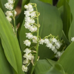 Lelietje-van-dalen - Convallaria Majalis | 10 Stuks | Geurende Plant | Tuinplant Geurend | Wortelstok | Snijbloem | Geurend | Verwilderend | Geschikt Voor In Pot | Winterhard | Wit | 100% Bloeigarantie | QFB Gardening