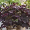 Geluksklaver - Oxalis Triangularis | 10 Stuks | Knol | Geschikt Voor In Pot | Winterhard | Wit | Bijzondere Zomerbloeier | 100% Bloeigarantie | QFB Gardening