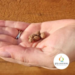 Habenaria Aoba | 5 Stuks | Knol | Geschikt Voor In Pot | Wit | Bijzondere Zomerbloeier | 100% Bloeigarantie | QFB Gardening -Aanbiedingen Bloeiruimte Winkel 1200x1200 443