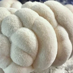 ToshiFarm Fruiting Block Voor Lion's Mane (2kg) - Lion's Mane Kweekset - Pruikzwam Kweekset - Kweekset Pom Pom Blanc - Lion's Mane Kweken -Aanbiedingen Bloeiruimte Winkel 1200x1200 95