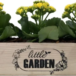 GARDEN SPIRIT Kruidenbak Op Pootjes Bloembak 34 X 9 X 10 Cm - Kweekbak -Aanbiedingen Bloeiruimte Winkel 1200x679 1