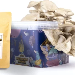 Oesterzwam Growkit - Zelf Paddestoelen Kweken Op Koffiedik - Paddenstoelen Kweekset