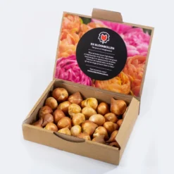 25 Tulpenbollen Chic Mix - Bloembollen Mix - Tulpen Mix - Bollen - Bulbs - Tulip - Flowerbulbs - Flowers - Tuin Tulpen - Bloemen -Aanbiedingen Bloeiruimte Winkel 1200x800 51