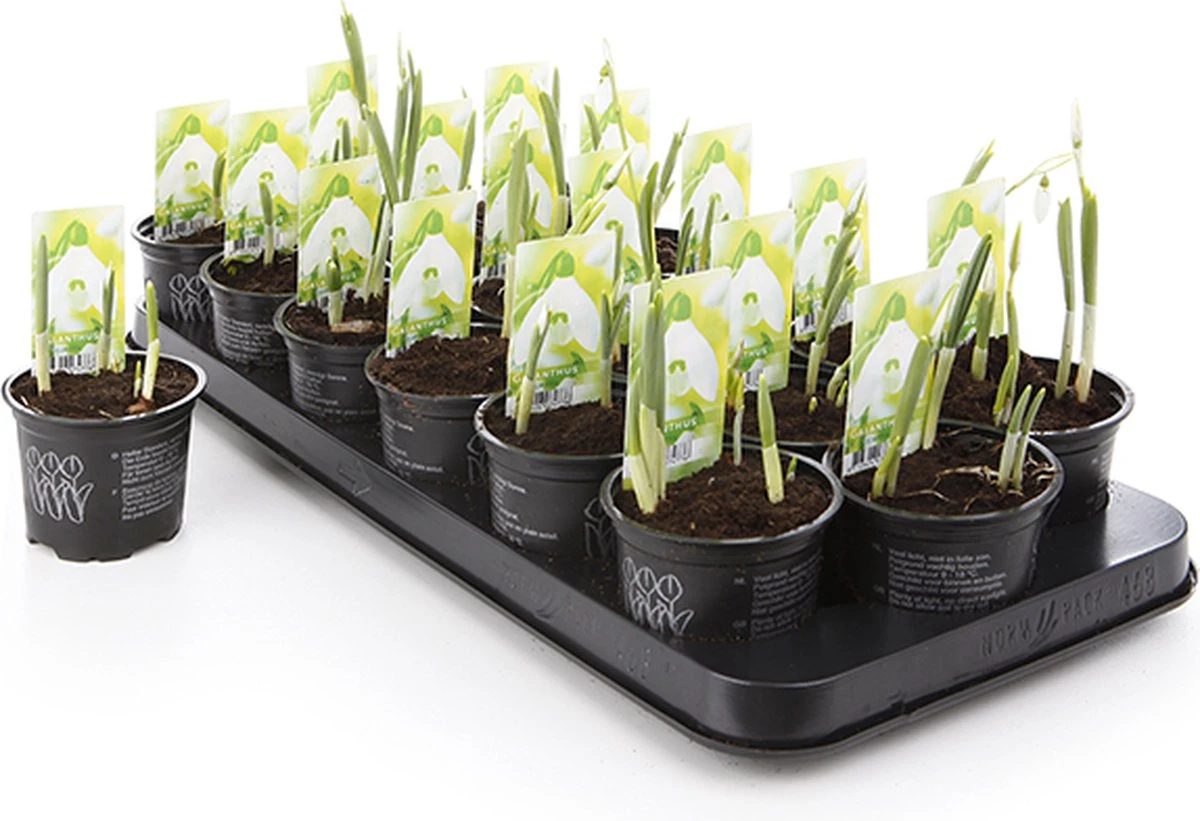 Merkloos Sneeuwklokjes In Pot (Ø9cm) - Voorjaarsbollen - 1 Tray à 9 Stuks - Haal Het Voorjaar In Huis - Bloeien Prachtig 2 à 3 Weken Na Ontvangst 1 Merkloos Sneeuwklokjes In Pot (Ø9cm) - Voorjaarsbollen - 1 Tray à 9 Stuks - Haal Het Voorjaar In Huis - Bloeien Prachtig 2 à 3 Weken Na Ontvangst