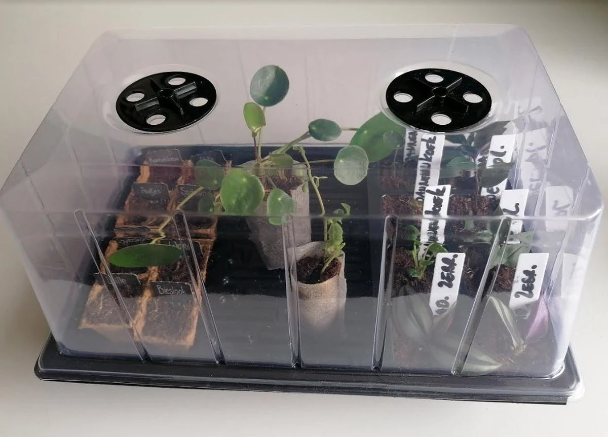 Kweekbak | Kweekkas | Kweekkas | Kweekkastje |Propagator| Broeikas | Mini Kas | Met Deksel | 20x24x37cm | Complete Kweekset | Binnen En Buiten | Startset 1 Kweekbak | Kweekkas | Kweekkas | Kweekkastje |Propagator| Broeikas | Mini Kas | Met Deksel | 20x24x37cm | Complete Kweekset | Binnen En Buiten | Startset