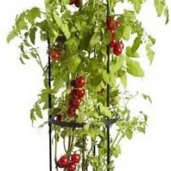 Elho Green Basics Tomaten Pot 33 - Bloempot Voor Buitenkweken En Oogsten - Ø 33.5 X H 26.0 Cm - Zwart/Living Black -Aanbiedingen Bloeiruimte Winkel 496x1200