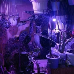 LED Groeilamp 60 Leds - Groei & Bloeilamp - Kweeklamp - Growlight - Growled -Aanbiedingen Bloeiruimte Winkel 682x1200