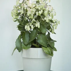 Elho Leaf Light Care 7 - Accessoires Voor Binnenkweken En Oogsten - Ø 7.8 X H 31.8 Cm - Zwart/Living Black -Aanbiedingen Bloeiruimte Winkel 713x1200 2