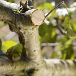 GARDENA - Comfort - Hefboomsnoeischaar Smartcut - Snoeischaar - Takdikte Max. 22 Mm -Aanbiedingen Bloeiruimte Winkel 799x1200 17