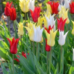 25 Tulpenbollen Chic Mix - Bloembollen Mix - Tulpen Mix - Bollen - Bulbs - Tulip - Flowerbulbs - Flowers - Tuin Tulpen - Bloemen -Aanbiedingen Bloeiruimte Winkel 799x1200 3