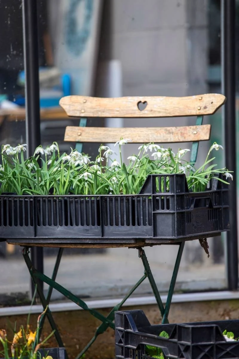 Merkloos Sneeuwklokjes In Pot (Ø9cm) - Voorjaarsbollen - 1 Tray à 9 Stuks - Haal Het Voorjaar In Huis - Bloeien Prachtig 2 à 3 Weken Na Ontvangst 2 Merkloos Sneeuwklokjes In Pot (Ø9cm) - Voorjaarsbollen - 1 Tray à 9 Stuks - Haal Het Voorjaar In Huis - Bloeien Prachtig 2 à 3 Weken Na Ontvangst - Afbeelding 2