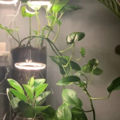 A Sunny Day Kweeklamp LED Ring Wit Licht - 3 Ringen - Groeilamp Voor Planten - Zonlicht Lamp - Grow Light 16 A Sunny Day Kweeklamp LED Ring Wit Licht - 3 Ringen - Groeilamp Voor Planten - Zonlicht Lamp - Grow Light -Aanbiedingen Bloeiruimte Winkel 907x1200