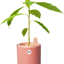 Elho Amazing Avocado Pot 12 - Kweekpot Voor Binnen - Moestuinbak Van 100% Gerecycled Plastic - Ø 12.0 X H 12.1 Cm - Bruin/Toffee Terra 12 Elho Amazing Avocado Pot 12 - Kweekpot Voor Binnen - Moestuinbak Van 100% Gerecycled Plastic - Ø 12.0 X H 12.1 Cm - Bruin/Toffee Terra -Aanbiedingen Bloeiruimte Winkel 984x1200