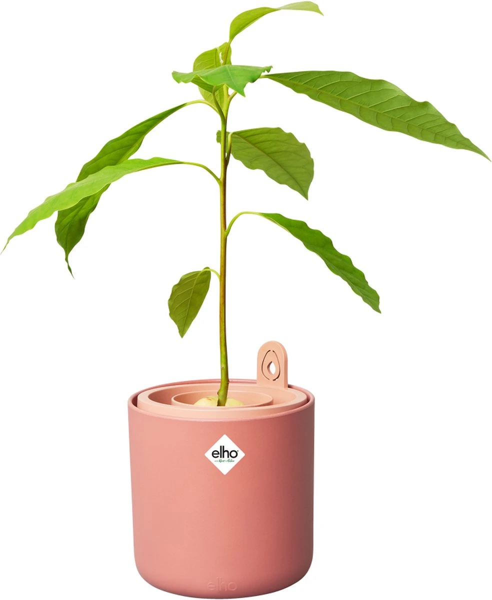 Elho Amazing Avocado Pot 12 - Kweekpot Voor Binnen - Moestuinbak Van 100% Gerecycled Plastic - Ø 12.0 X H 12.1 Cm - Bruin/Toffee Terra 4 Elho Amazing Avocado Pot 12 - Kweekpot Voor Binnen - Moestuinbak Van 100% Gerecycled Plastic - Ø 12.0 X H 12.1 Cm - Bruin/Toffee Terra - Afbeelding 4