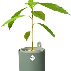 Elho Amazing Avocado Pot 12 - Kweekpot Voor Binnen - Moestuinbak Van 100% Gerecycled Plastic - Ø 12.0 X H 12.1 Cm - Groen/Blad Groen -Aanbiedingen Bloeiruimte Winkel 986x1200 1