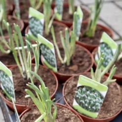 Merkloos Sneeuwklokjes In Pot (Ø9cm) - Voorjaarsbollen - 1 Tray à 9 Stuks - Haal Het Voorjaar In Huis - Bloeien Prachtig 2 à 3 Weken Na Ontvangst 6 Merkloos Sneeuwklokjes In Pot (Ø9cm) - Voorjaarsbollen - 1 Tray à 9 Stuks - Haal Het Voorjaar In Huis - Bloeien Prachtig 2 à 3 Weken Na Ontvangst -Aanbiedingen Bloeiruimte Winkel 988x1200 1